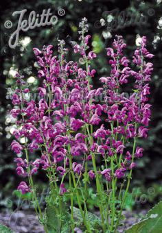 Salvia pratensis 'sweet esmeralda'